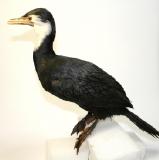 Click for more details.